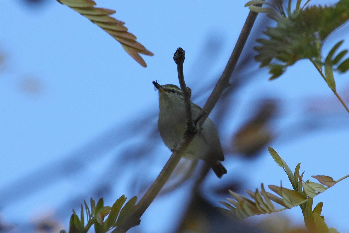 Yellow-browed Warbler - ML75385421