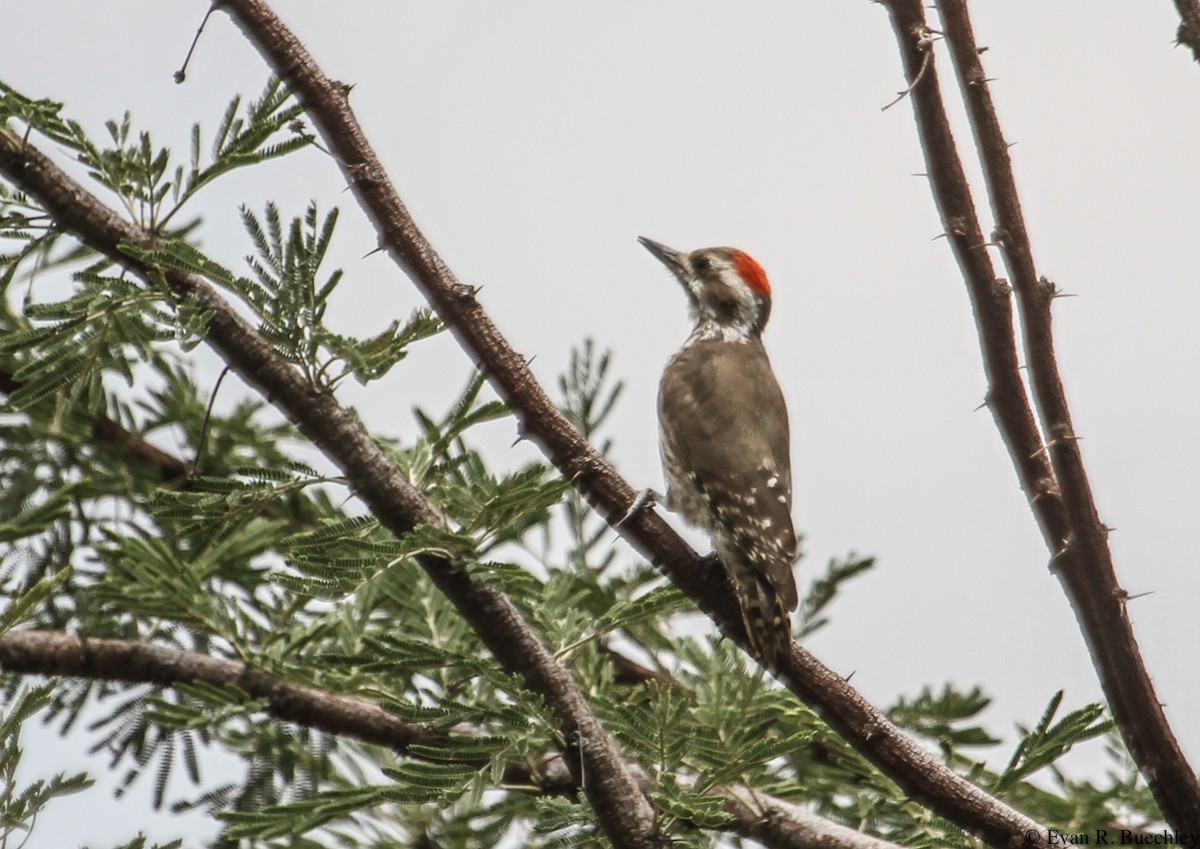 Brown-backed Woodpecker - Evan Buechley
