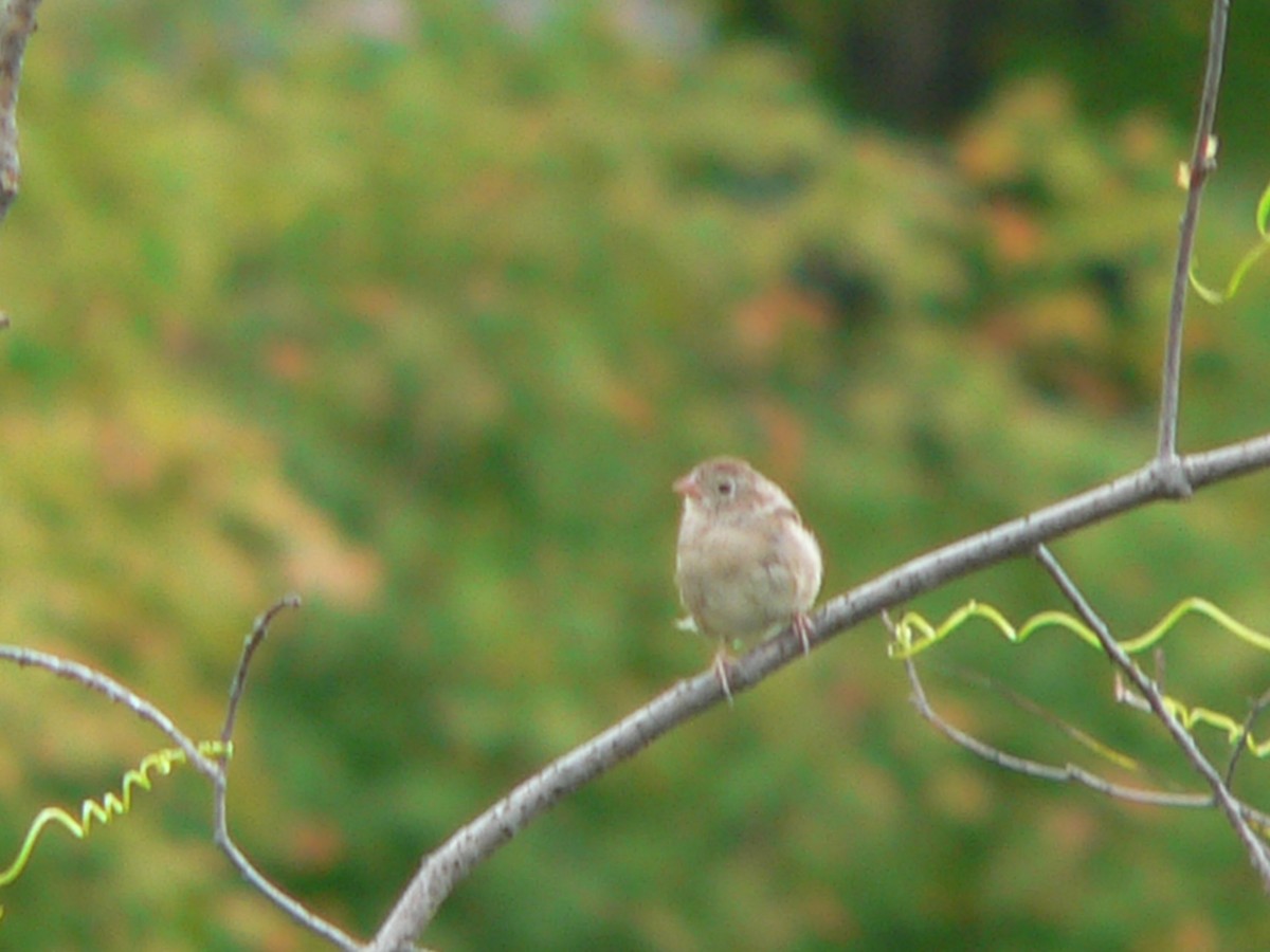 Field Sparrow - Nicholas Sly