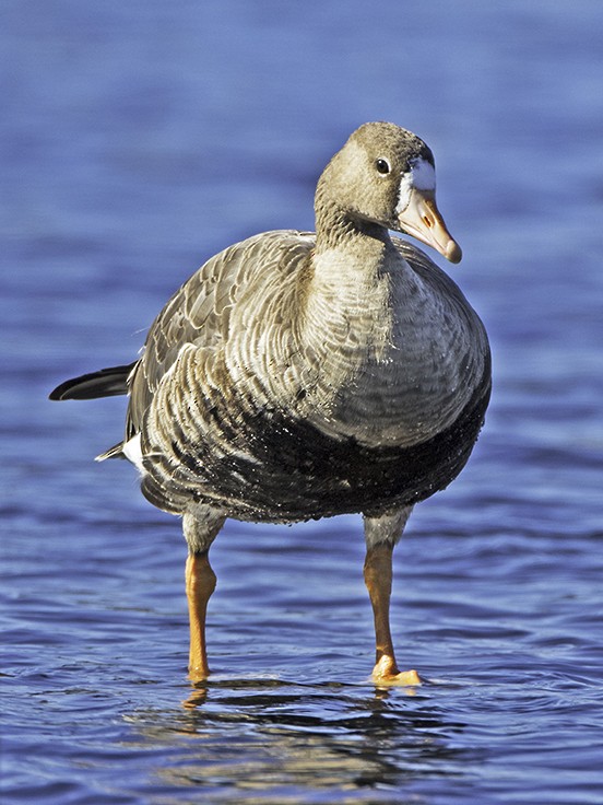 Greater White-fronted Goose - Bill Hill
