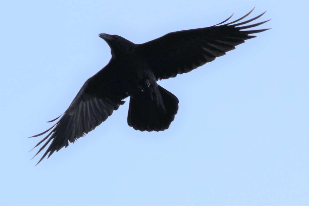 Common Raven - Brendan  Fogarty