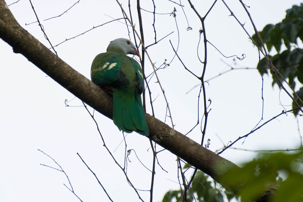 Wompoo Fruit-Dove - Terence Alexander