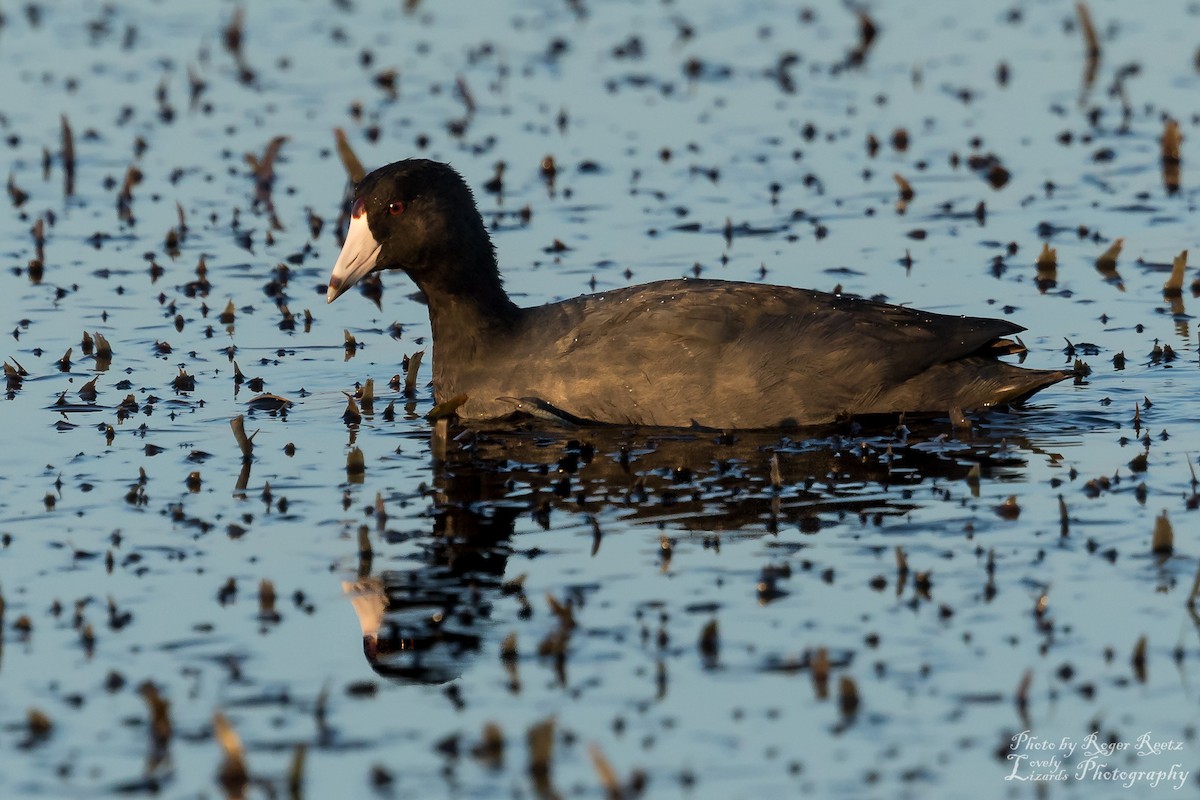 American Coot - Roger Reets
