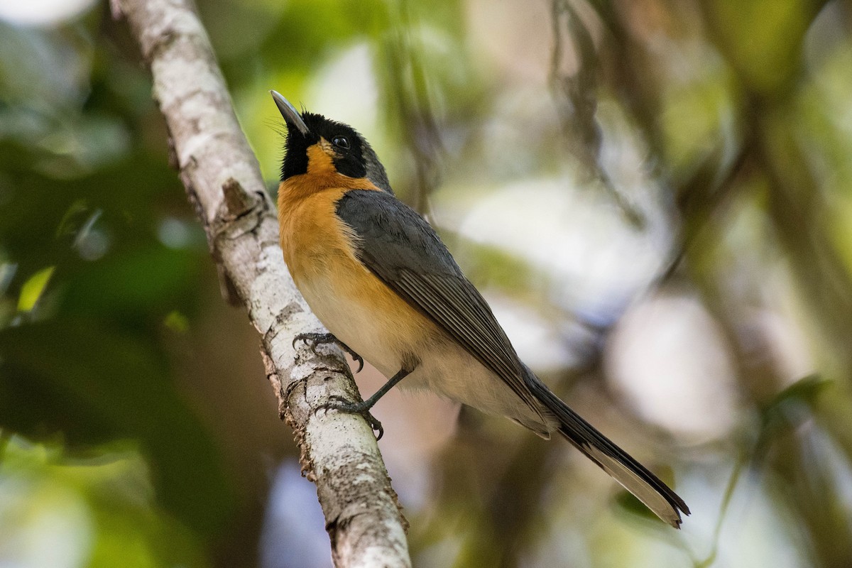 Spectacled Monarch - Terence Alexander