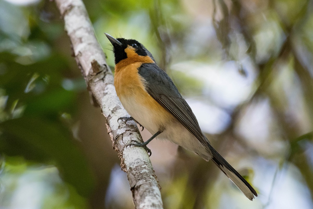 Spectacled Monarch - ML75395721