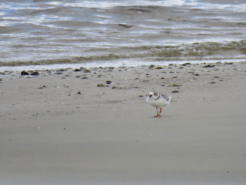 Piping Plover - ML75396271