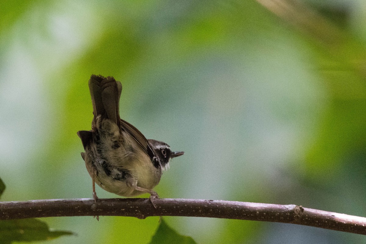 White-browed Scrubwren (White-browed) - Terence Alexander
