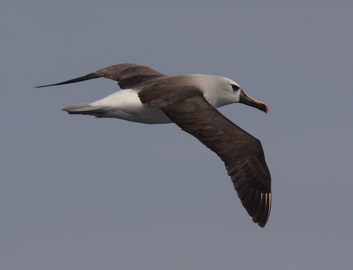 Atlantic Yellow-nosed Albatross - Clive Harris