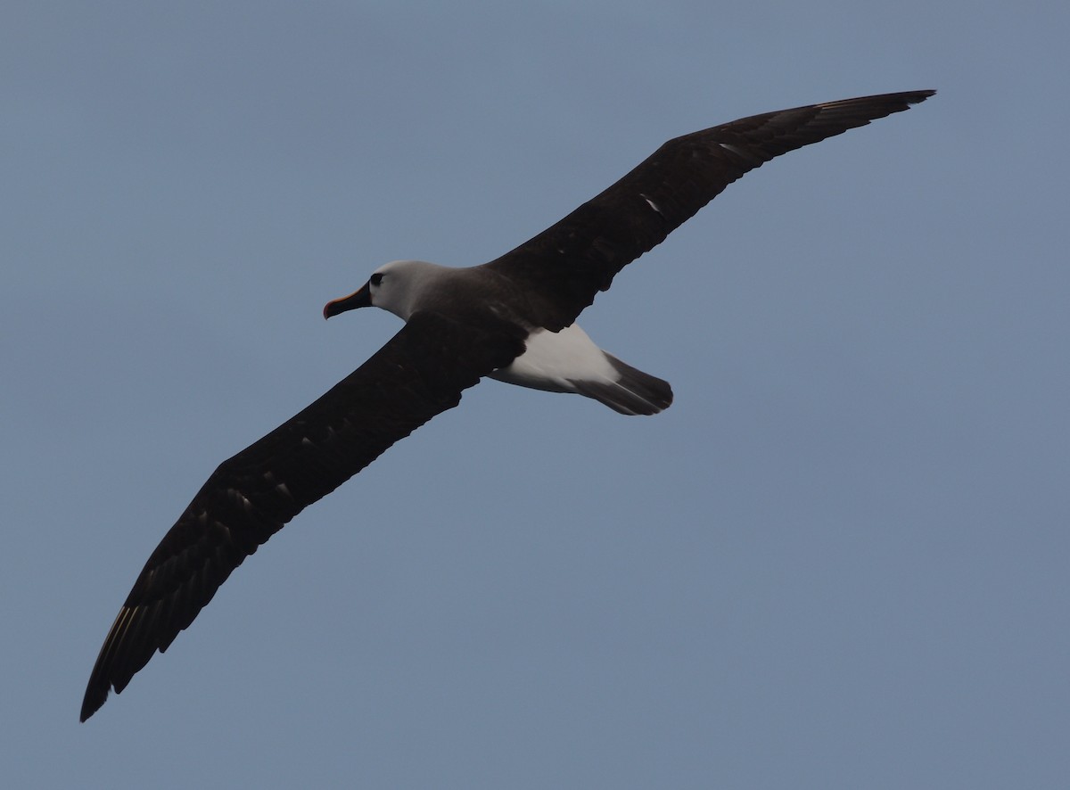 Atlantic Yellow-nosed Albatross - Clive Harris