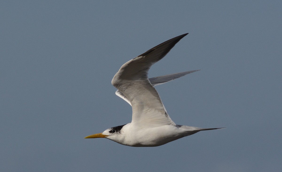 Great Crested Tern - Clive Harris