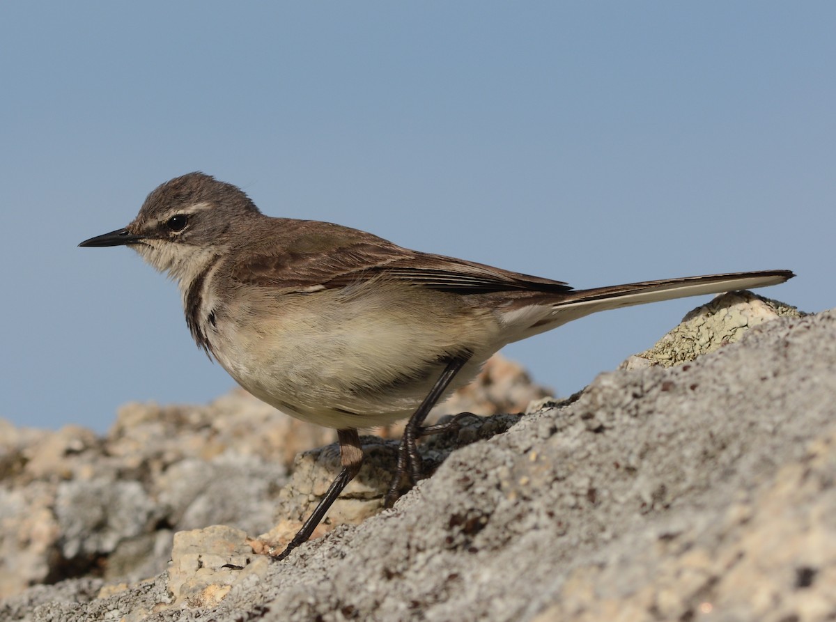 Cape Wagtail - ML75398241