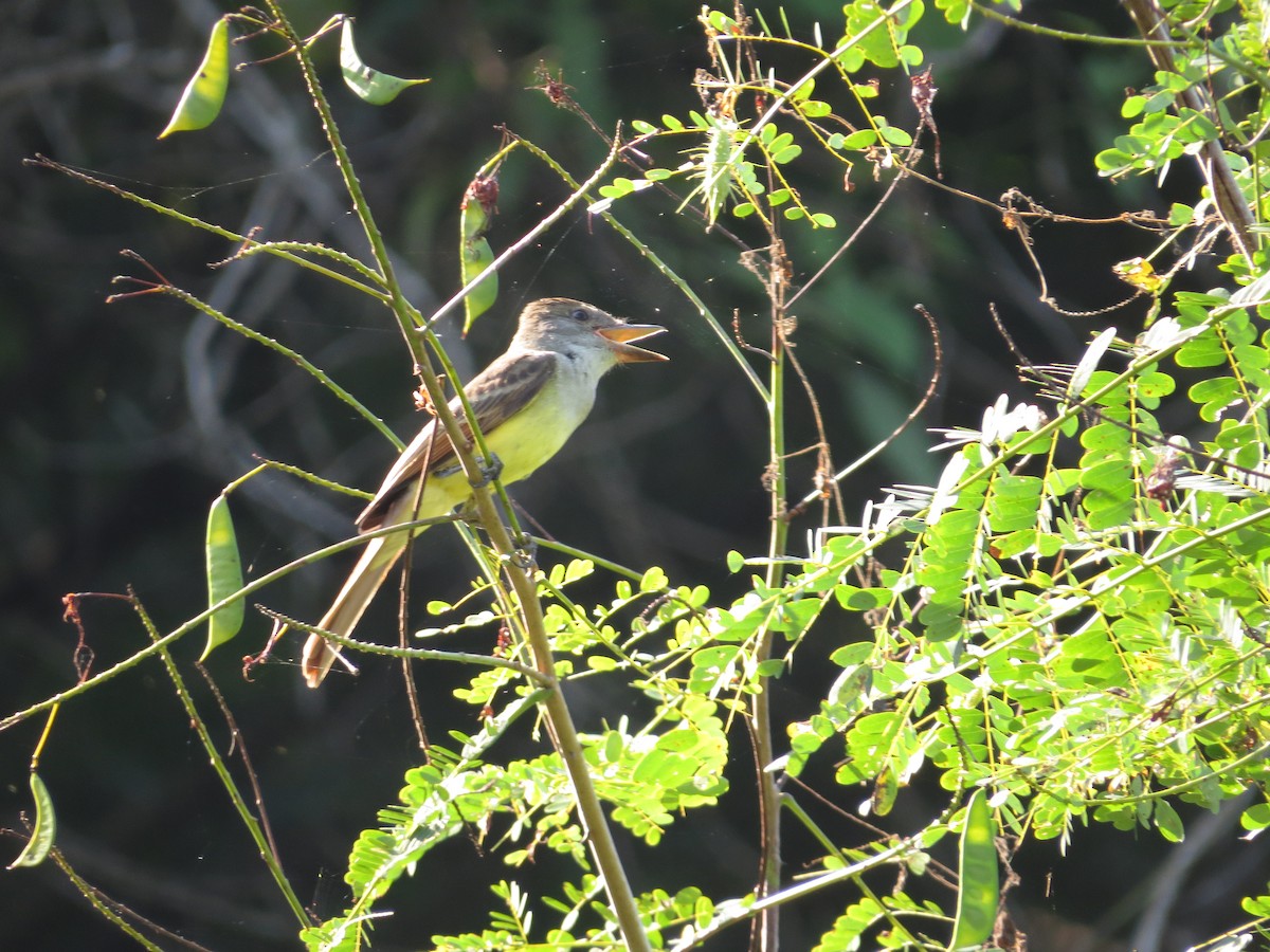 Brown-crested Flycatcher - Oveth Fuentes