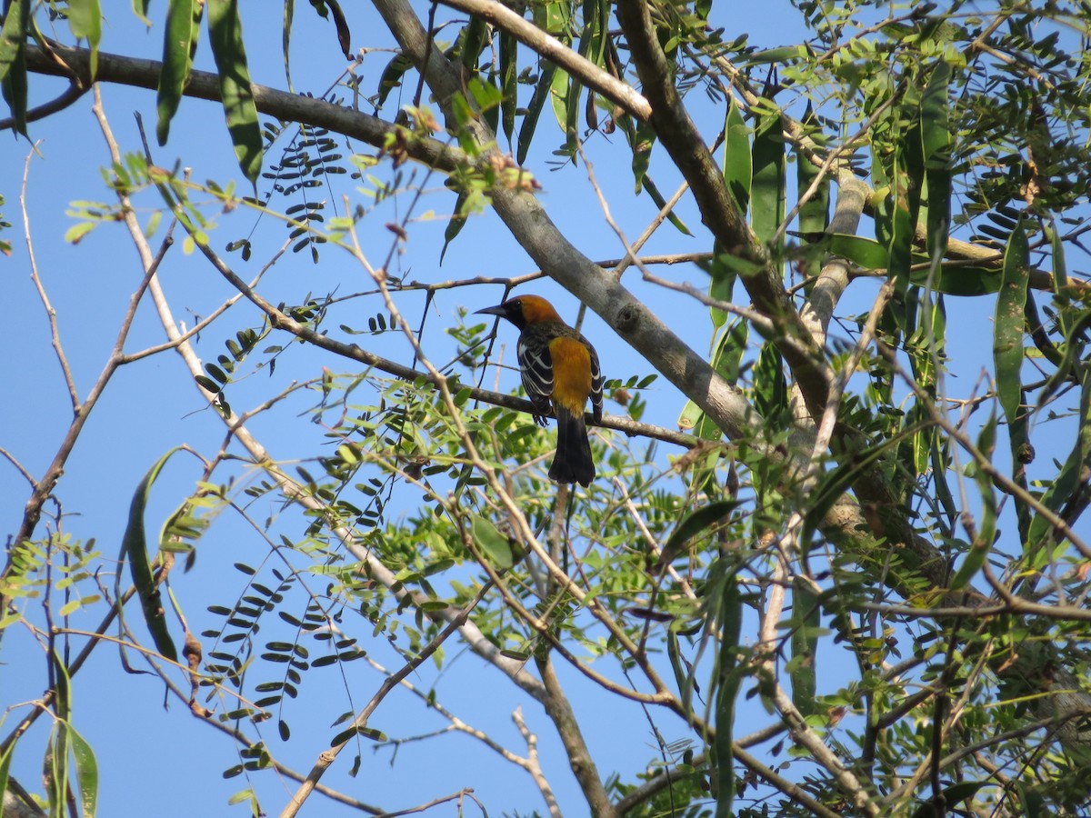 Hooded Oriole - Oveth Fuentes