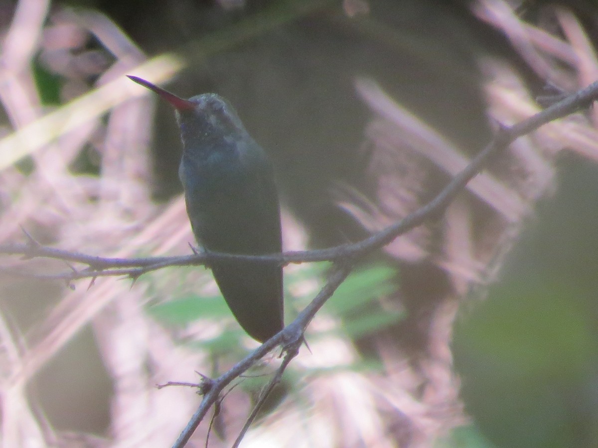 Broad-billed Hummingbird - Oveth Fuentes