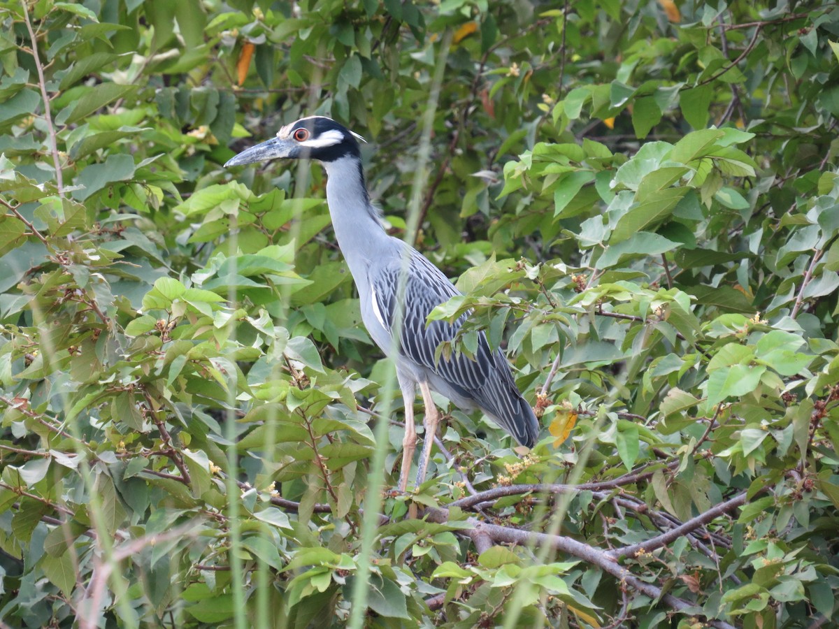 Yellow-crowned Night Heron - Oveth Fuentes