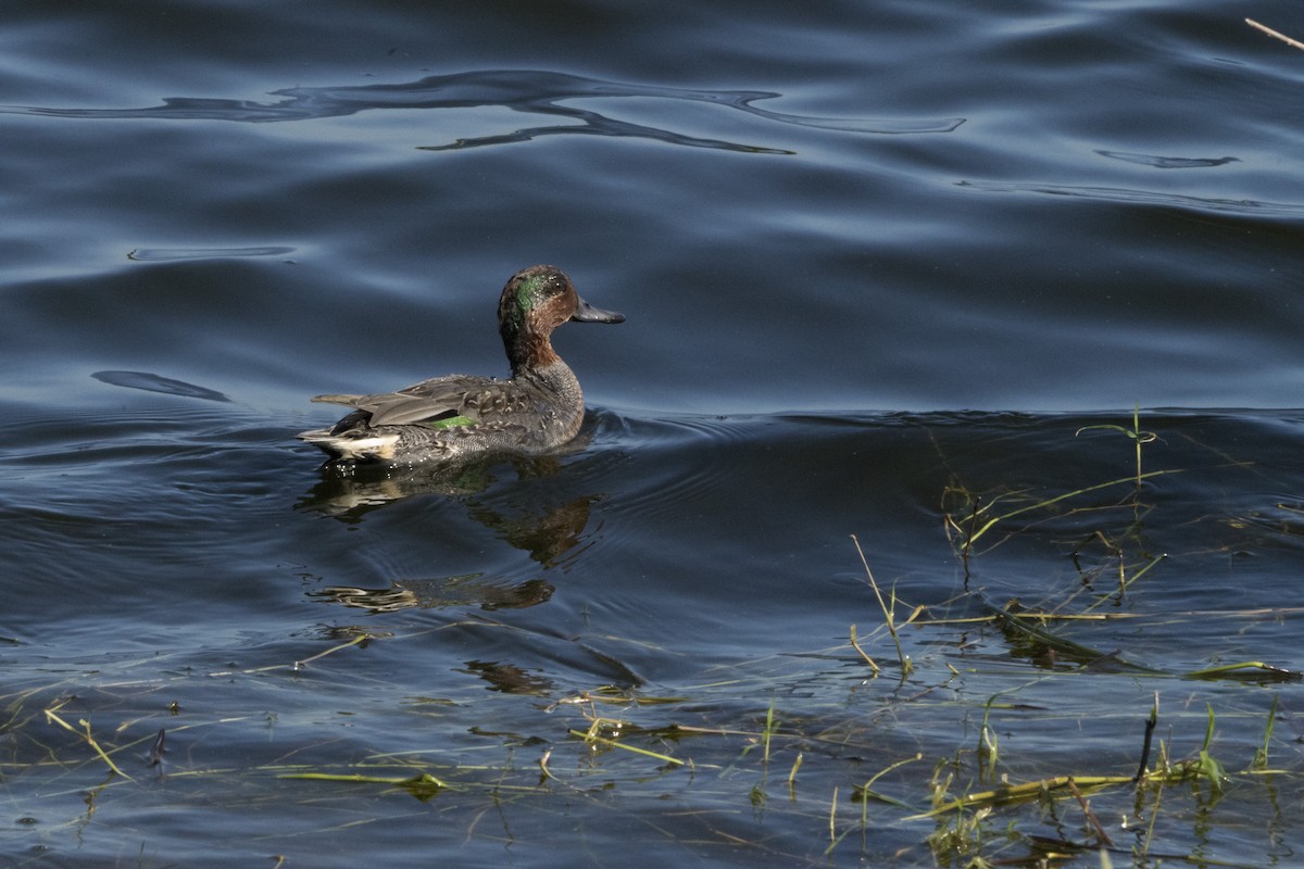 Green-winged Teal - Joseph Cooney