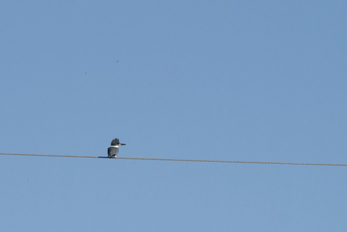 Belted Kingfisher - ML75403221