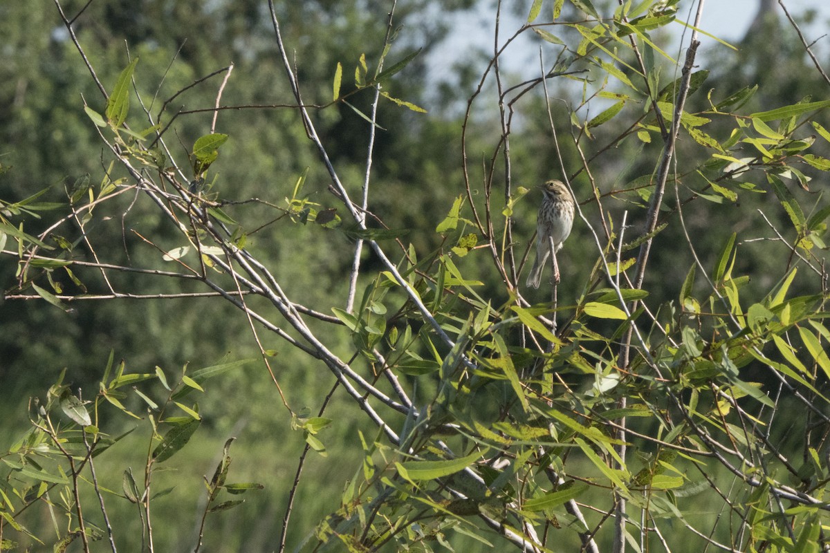 Savannah Sparrow - ML75403321