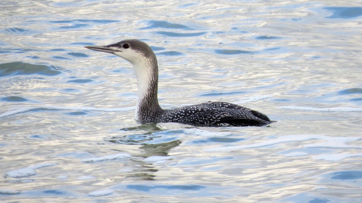 Red-throated Loon - ML75403481