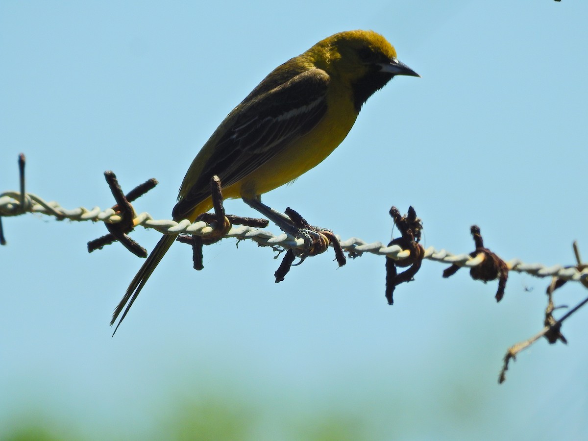 Orchard Oriole - ML75405391