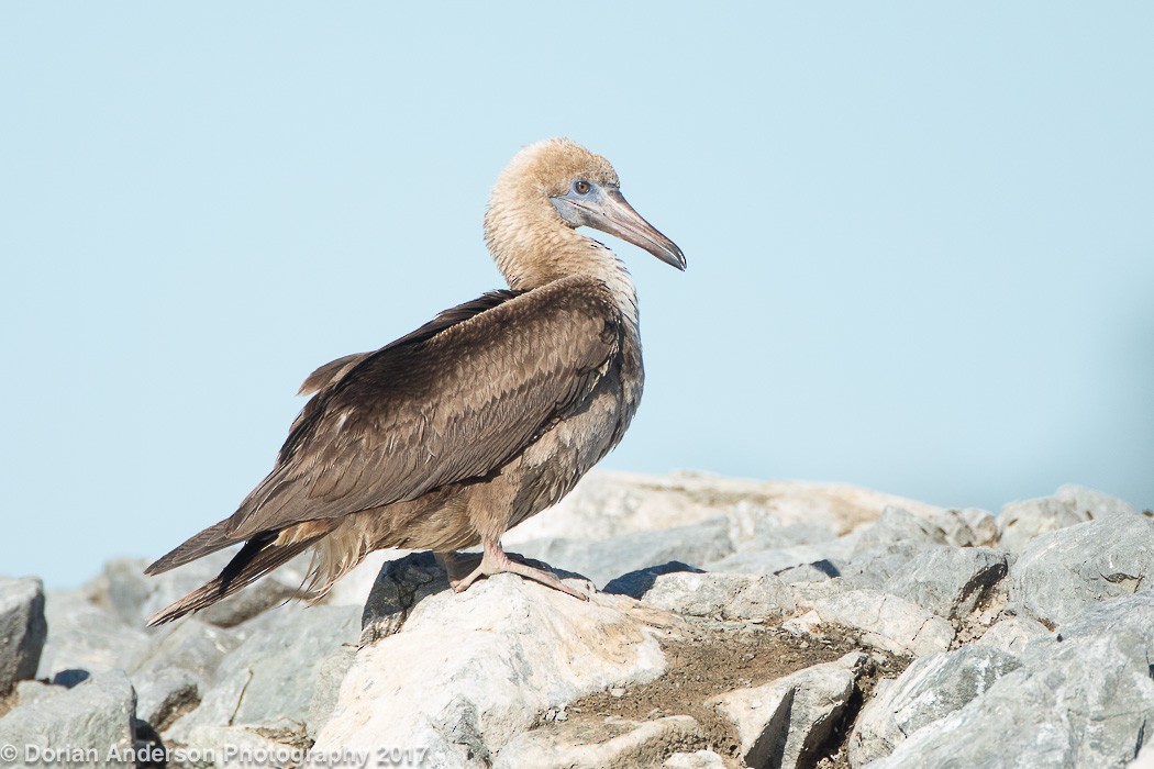 Red-footed Booby - Dorian Anderson