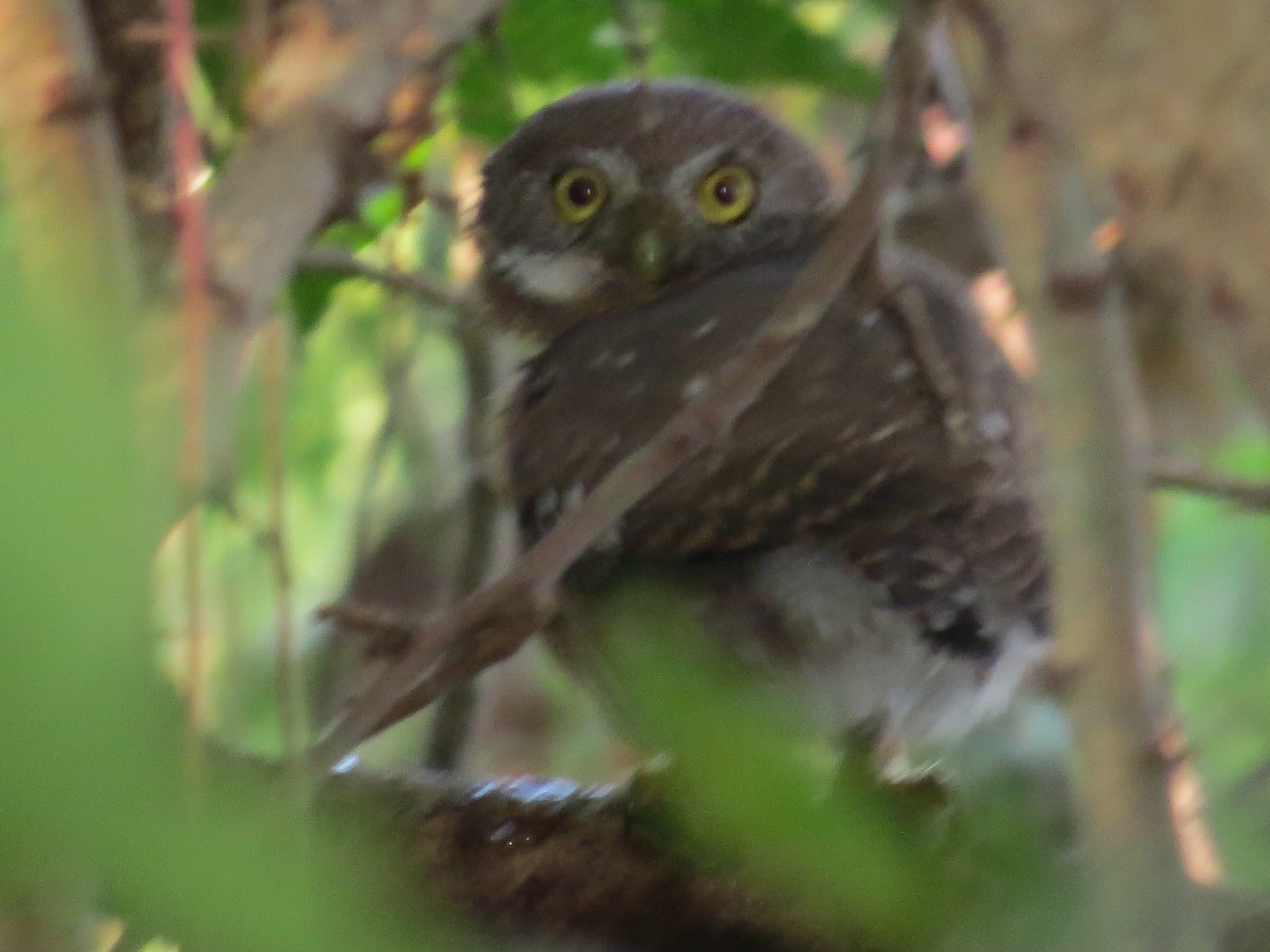 Colima Pygmy-Owl - Oveth Fuentes