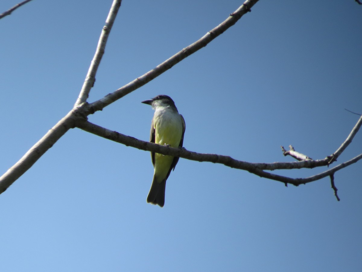Thick-billed Kingbird - Oveth Fuentes