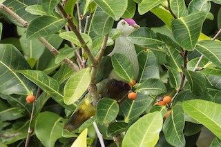  - Crimson-crowned Fruit-Dove