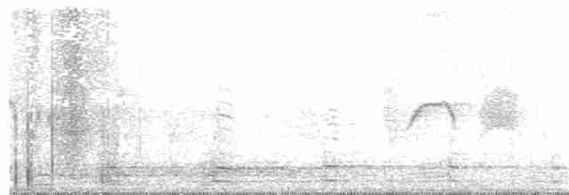 Светлобрюхий фиби - ML75411291