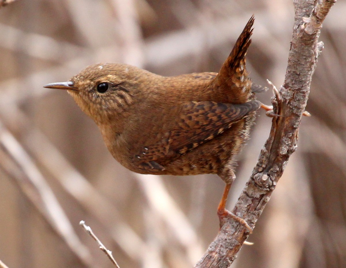 Pacific Wren (pacificus Group) - sam hough