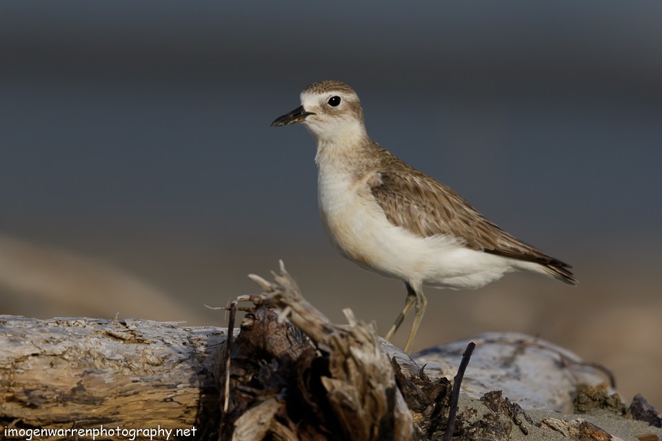 Red-breasted Dotterel - ML75412341