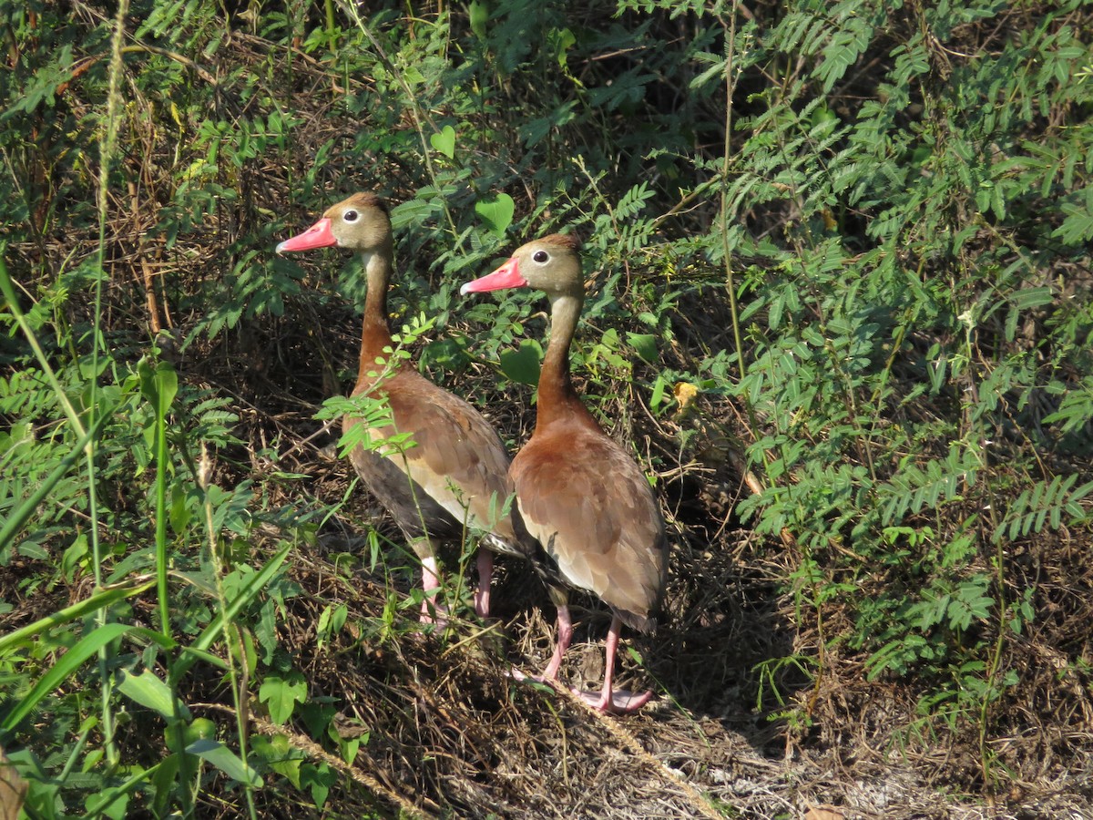 Black-bellied Whistling-Duck - Oveth Fuentes