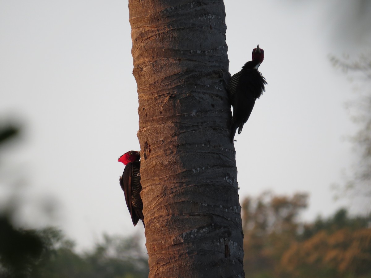 Pale-billed Woodpecker - Oveth Fuentes