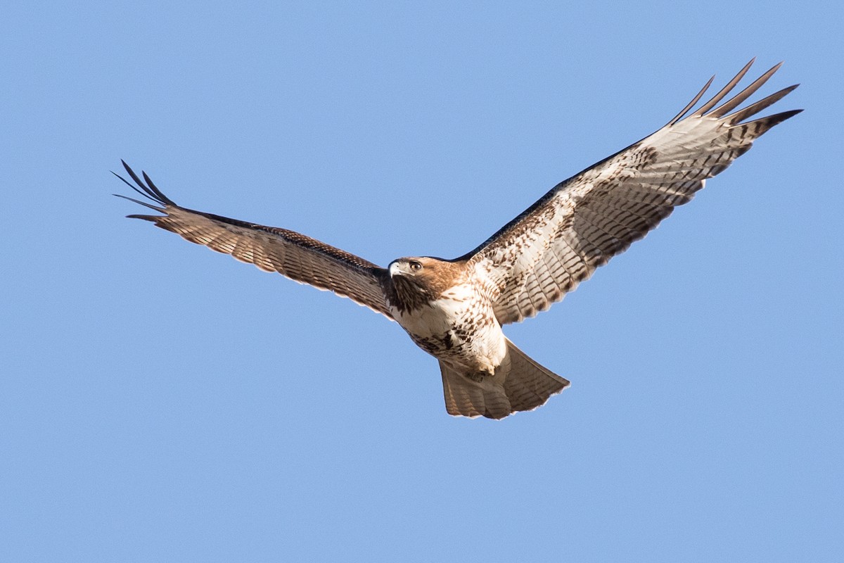 Red-tailed Hawk - Garrett Lau