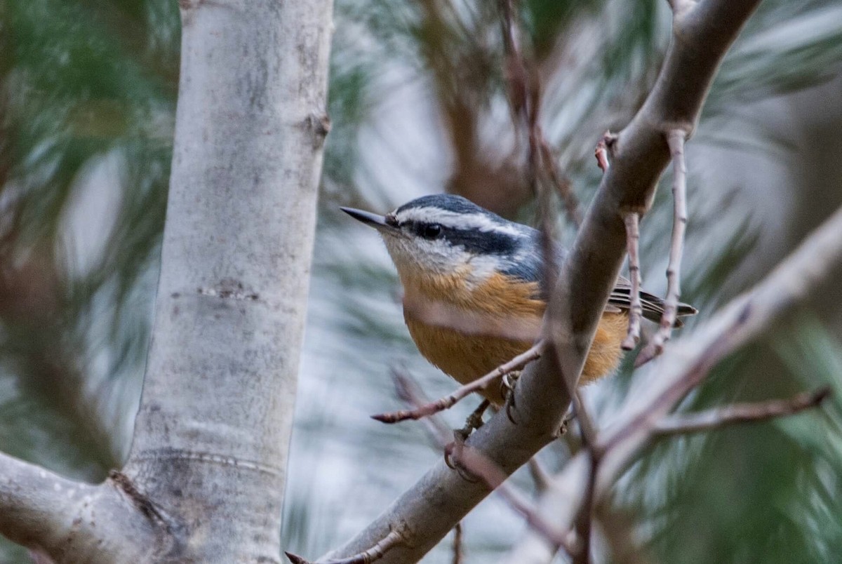 Red-breasted Nuthatch - Andrew Simon