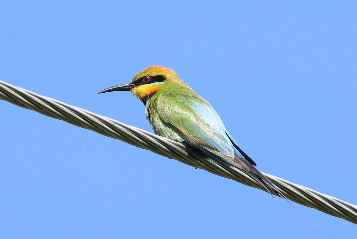 Rainbow Bee-eater - ML75416271