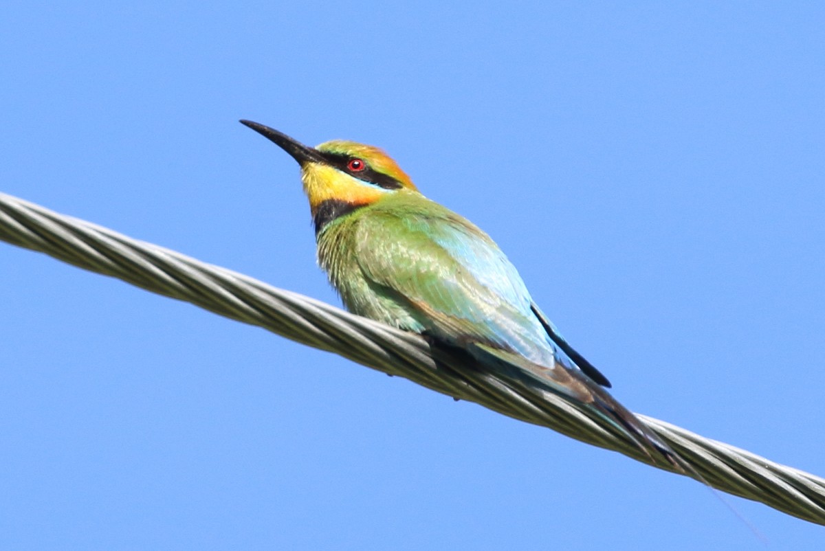 Rainbow Bee-eater - ML75416281