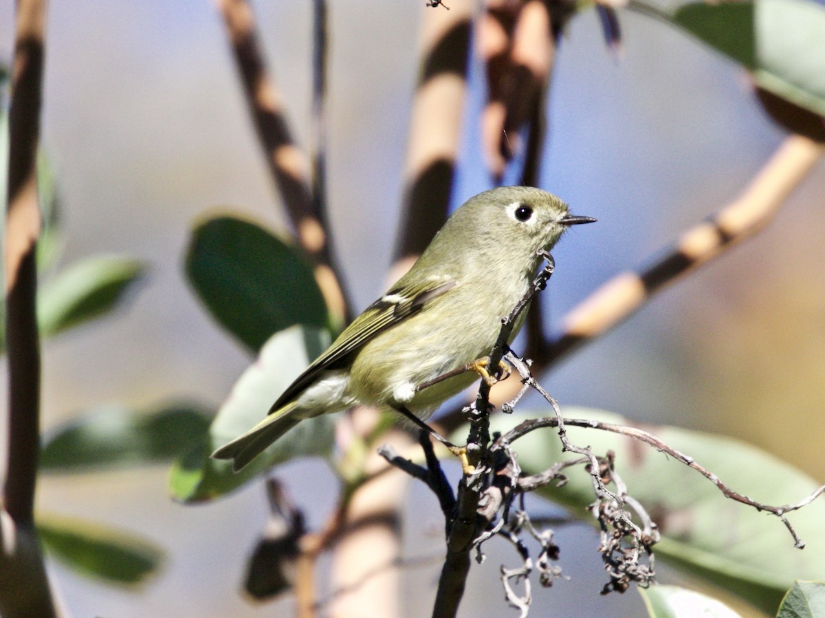 Ruby-crowned Kinglet - Dave Bengston