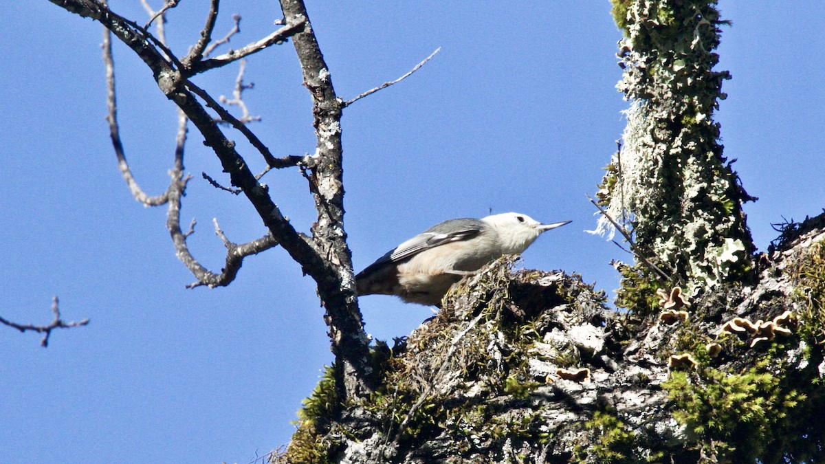 White-breasted Nuthatch - Dave Bengston