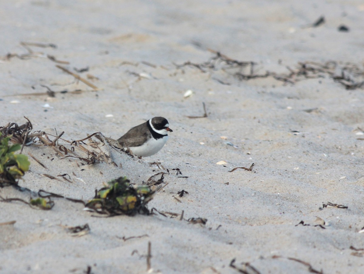 Semipalmated Plover - ML75418021