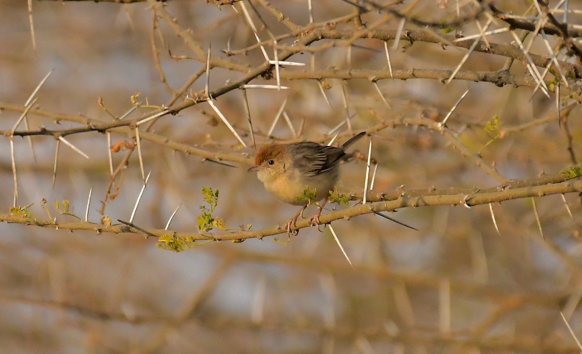 Red-fronted Prinia (Red-fronted) - ML75418081