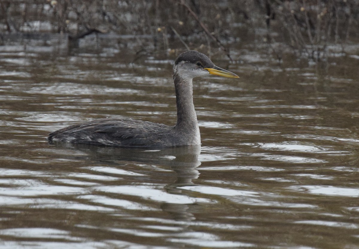 Red-necked Grebe - ML75419131