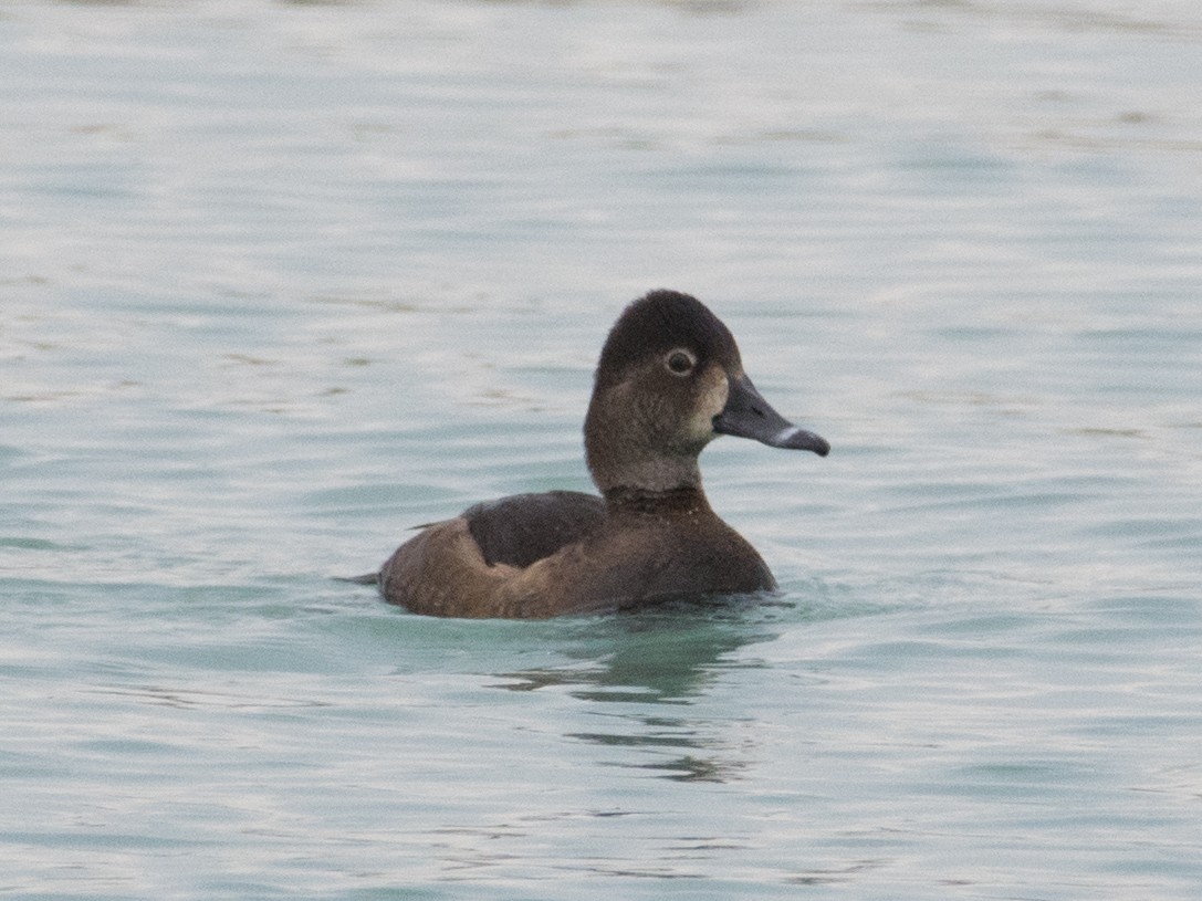 Ring-necked Duck - T I