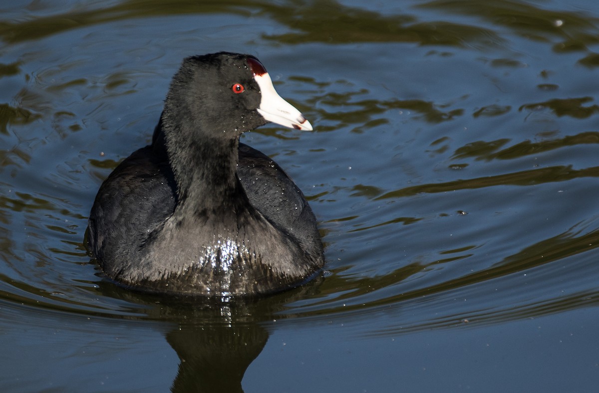 American Coot (Red-shielded) - ML75420941