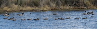Cackling Goose, ML75421411