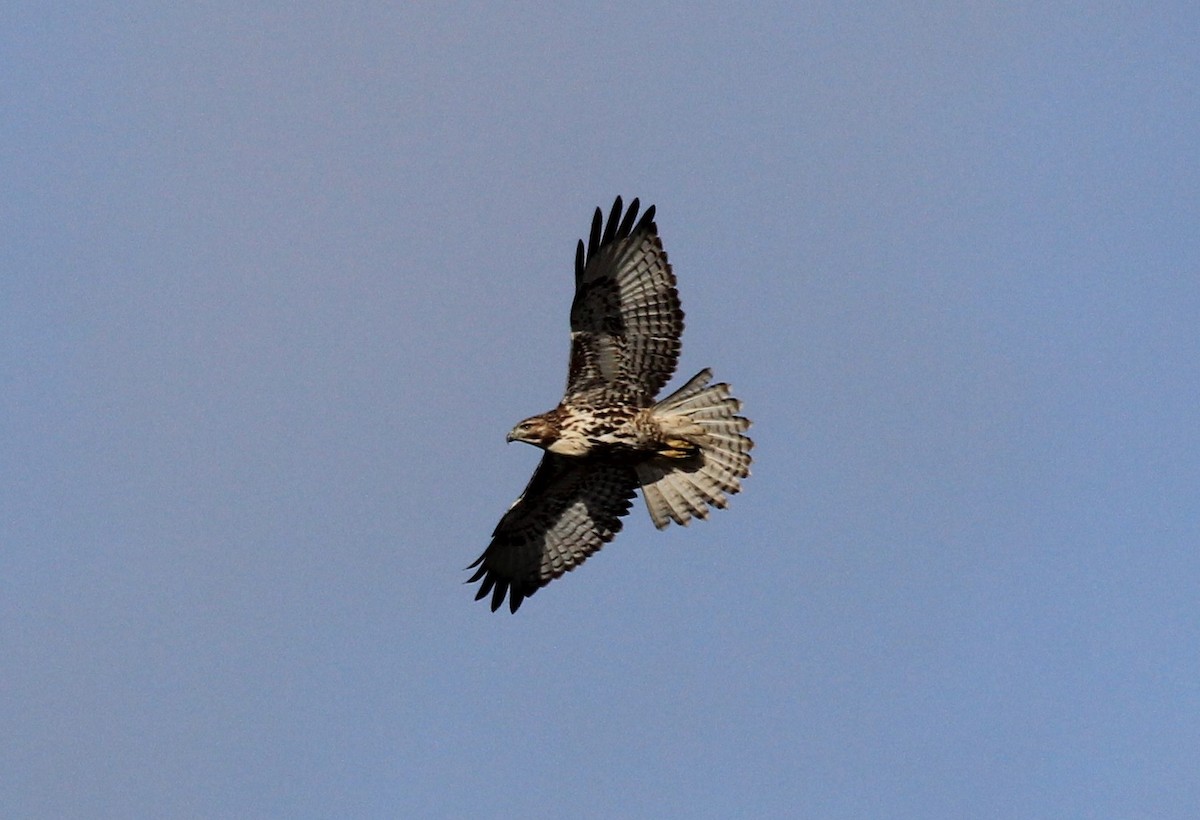 Red-tailed Hawk - ML75423291