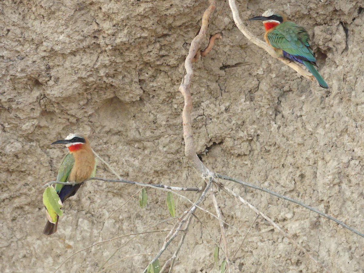 White-fronted Bee-eater - ML75424011