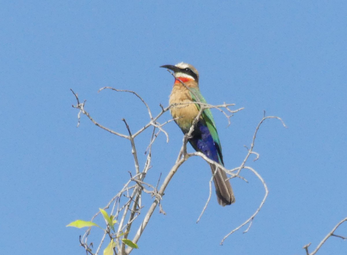White-fronted Bee-eater - ML75424811