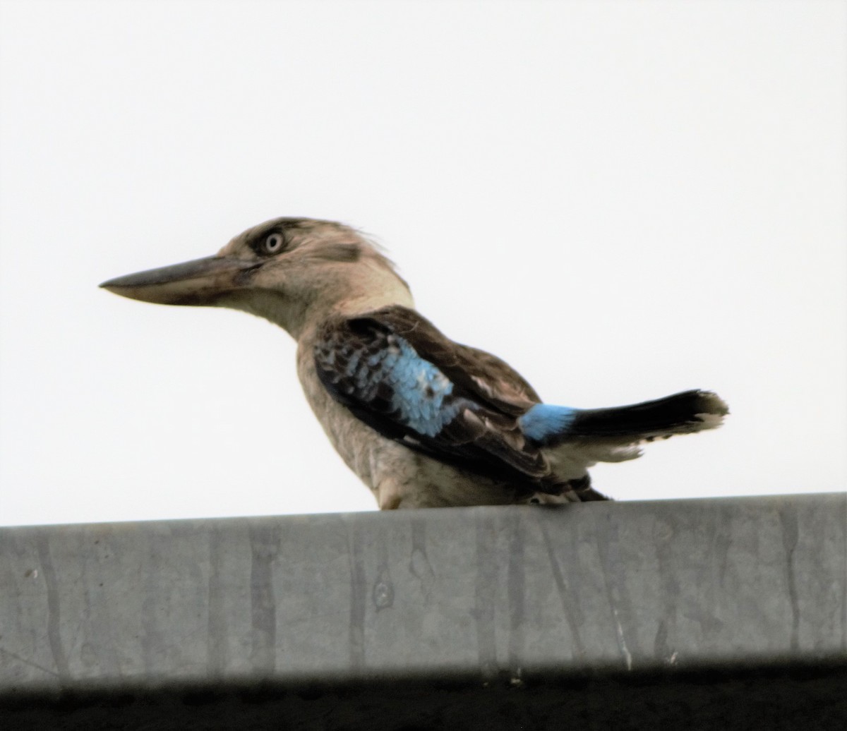 Blue-winged Kookaburra - ML75425141