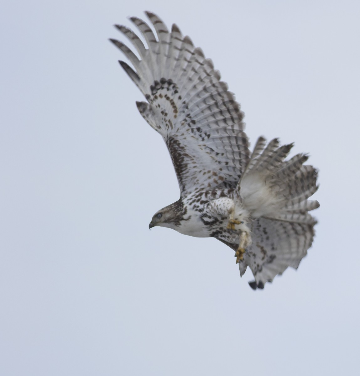 Red-tailed Hawk (Harlan's) - ML75425721